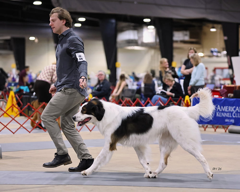 Black and white Tornjak being presented in a conformation show ring