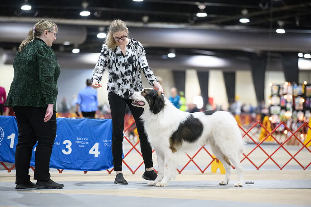 Black and white Tornjak gaiting across a blue conformation show ring