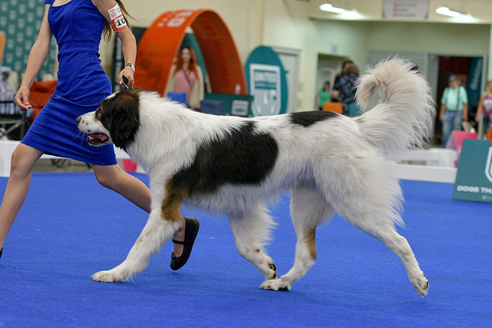Tornjak moving beside a handler during a conformation event