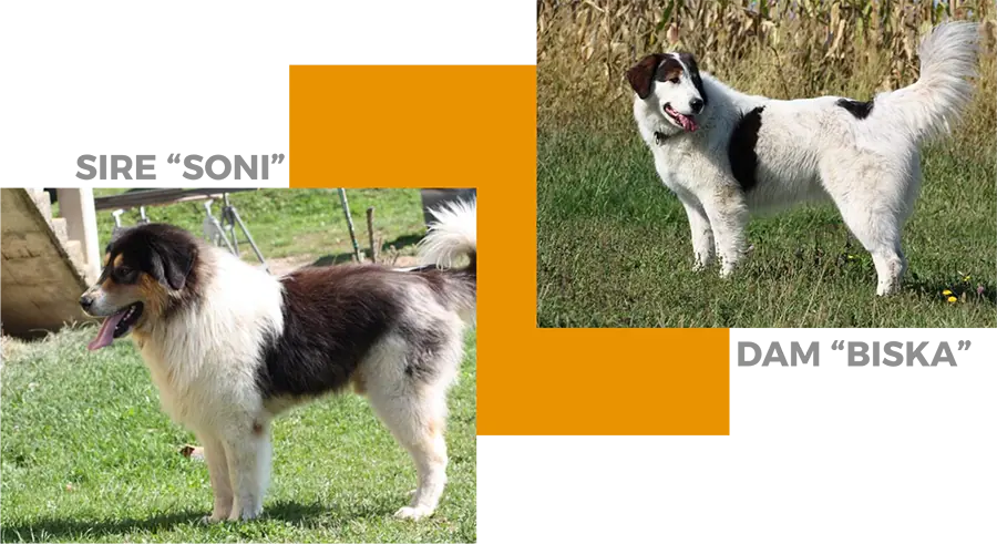 whole body profile of both sire Soni and dam Biska