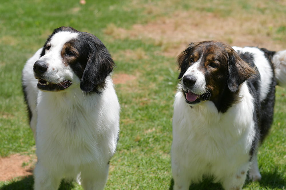 Two black and white Tornjaks standing together on green grass