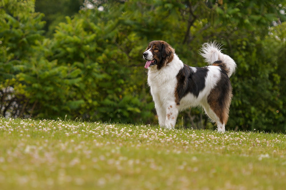 Black and white Tornjak standing alert in a grassy meadow