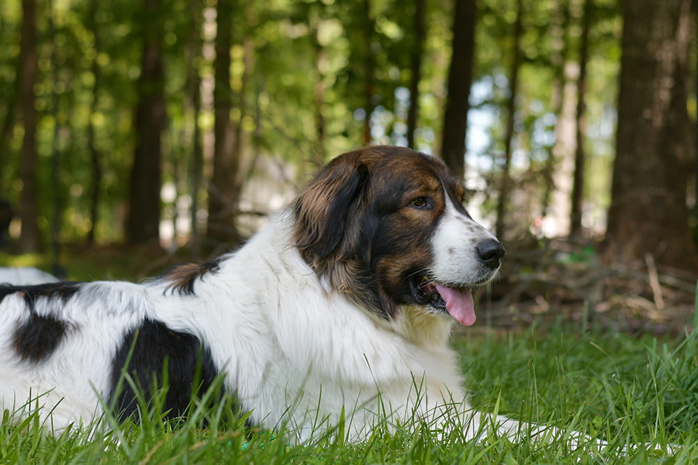 Black and white Tornjak lying in grass beneath trees