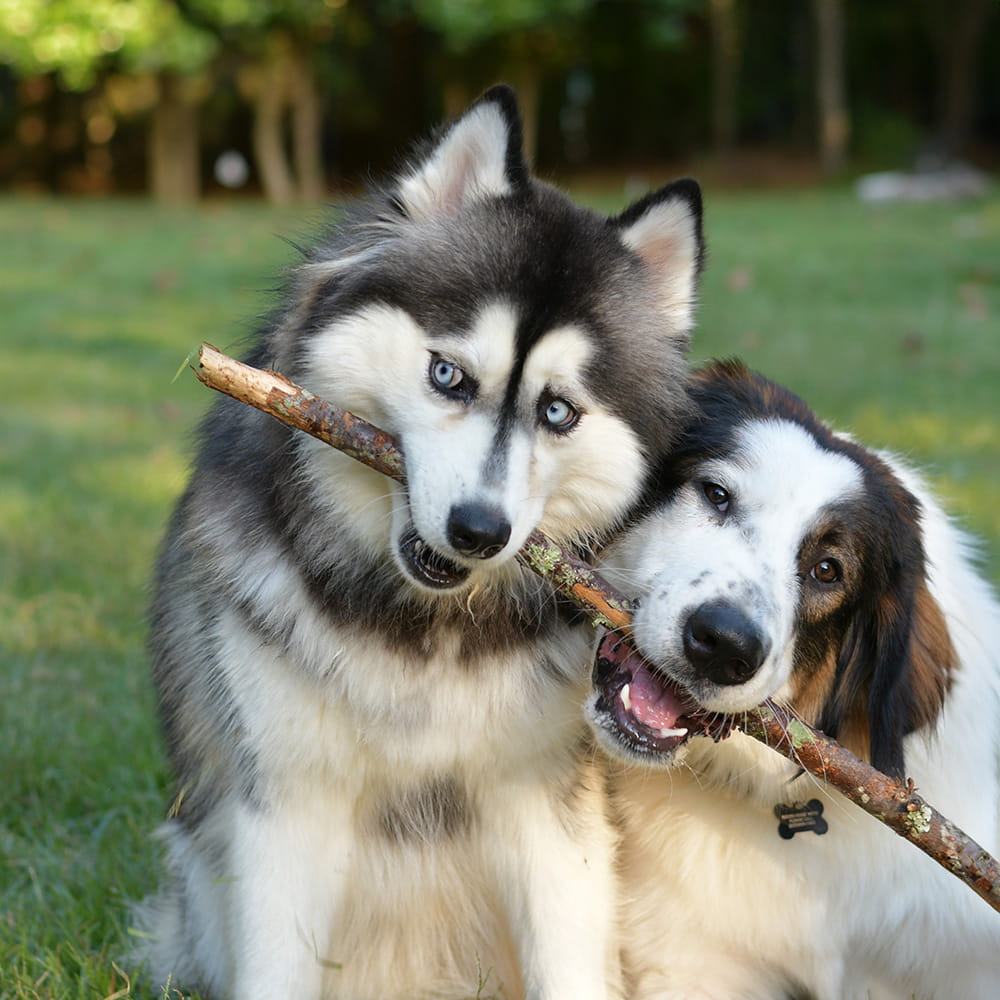 Tornjak and another large dog playing together with a stick on the grass