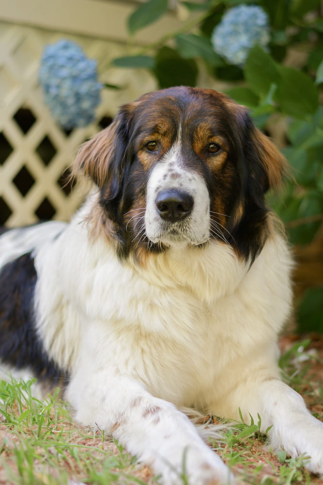 Side profile of a black and white Tornjak against a green background
