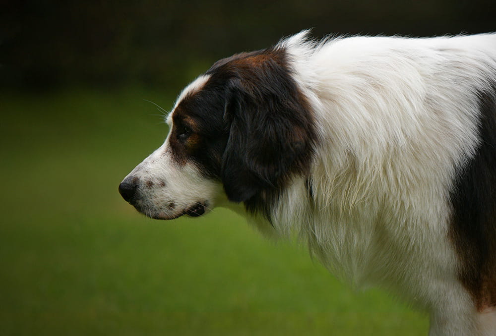 Black and white Tornjak shown in profile outdoors