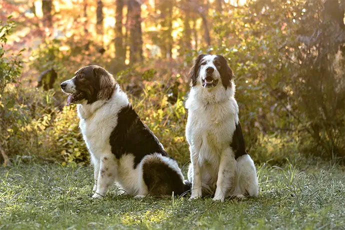 two Tornjaks in front of a forest sunset