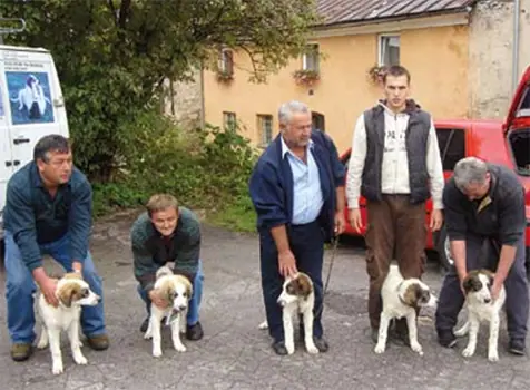 old photographs showing five Tornjak puppies standing with new families thanks to the 'Conservation and Management of Wolves in Croatia' Project