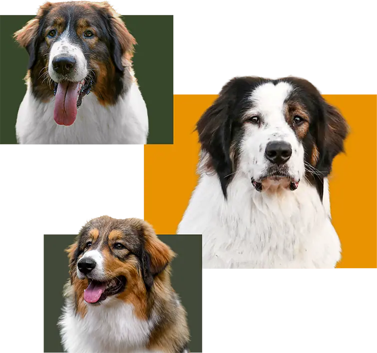 three tornjak headshots positioned over colored squares
