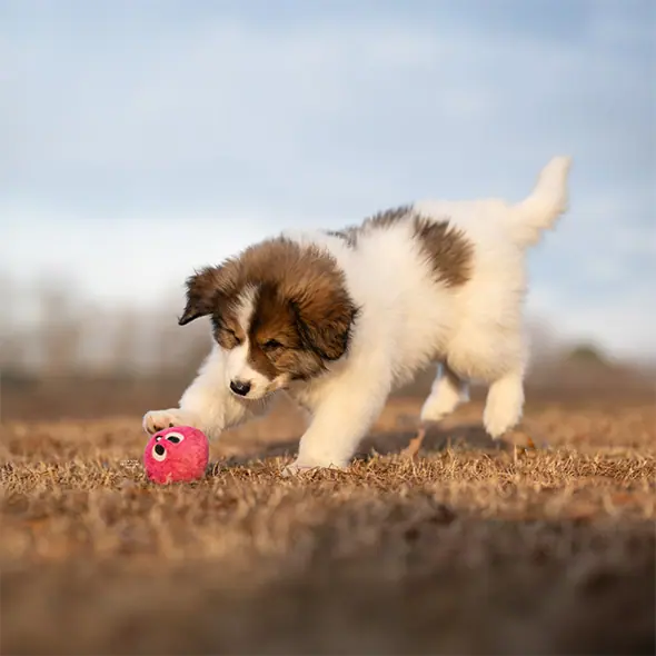 a Tornjak puppy leaping towards a ball in a field