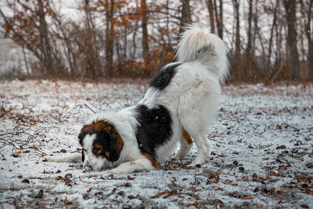 Two Tornjaks playing together in a snow-covered yard