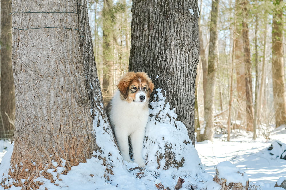 Brown and white Tornjak standing beside a tree in falling snow