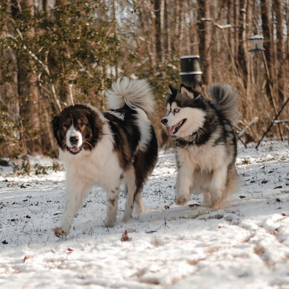 Three large dogs standing together in a snowy wooded yard
