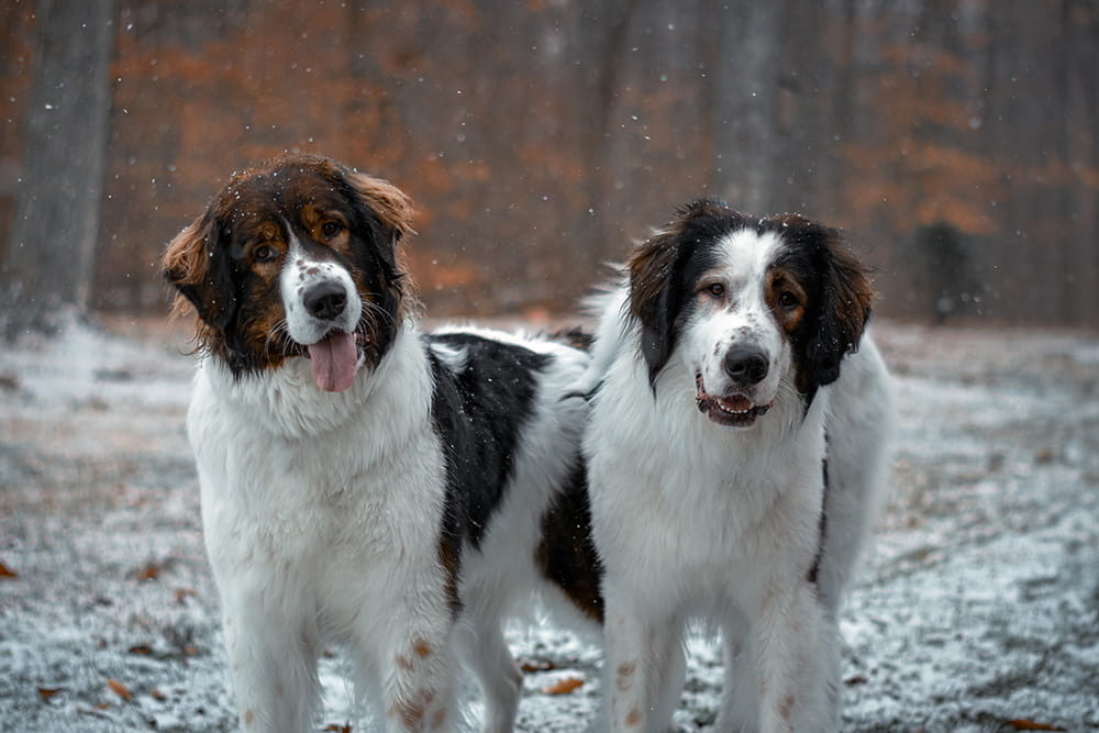 Two black and white Tornjaks standing side by side in the snow