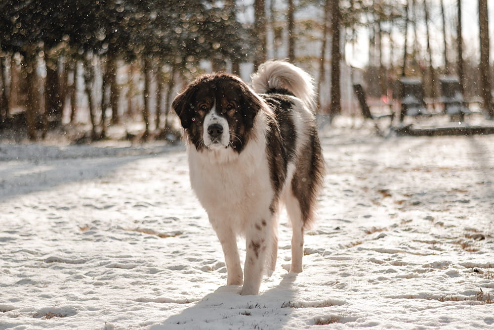 Brown and white Tornjak walking toward the camera through snow