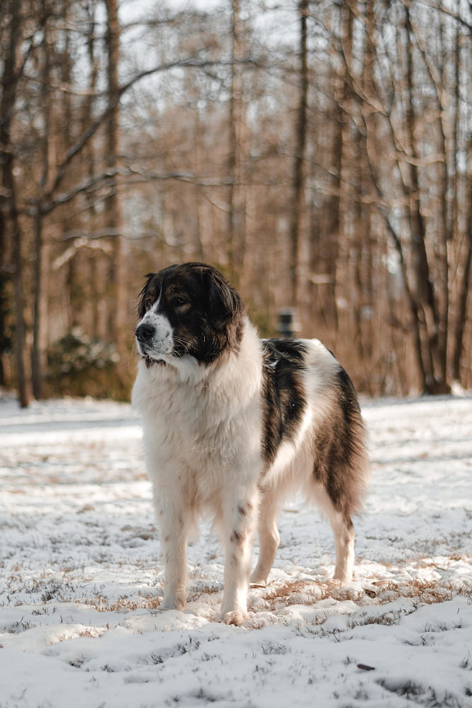 Young black and white Tornjak sitting in the snow