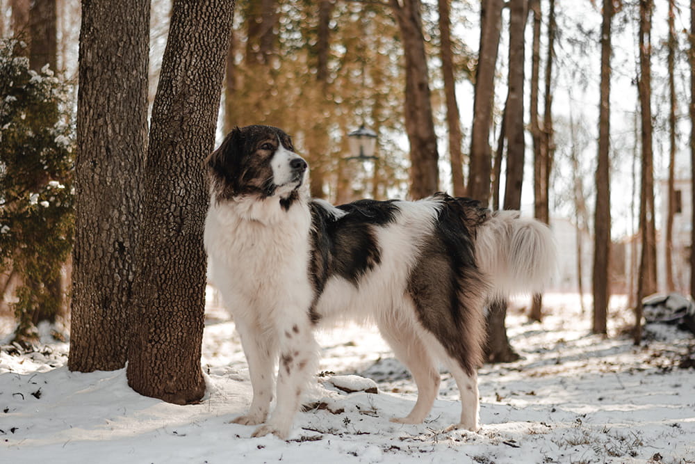 Black and white Tornjak standing beside a tree in a snowy forest