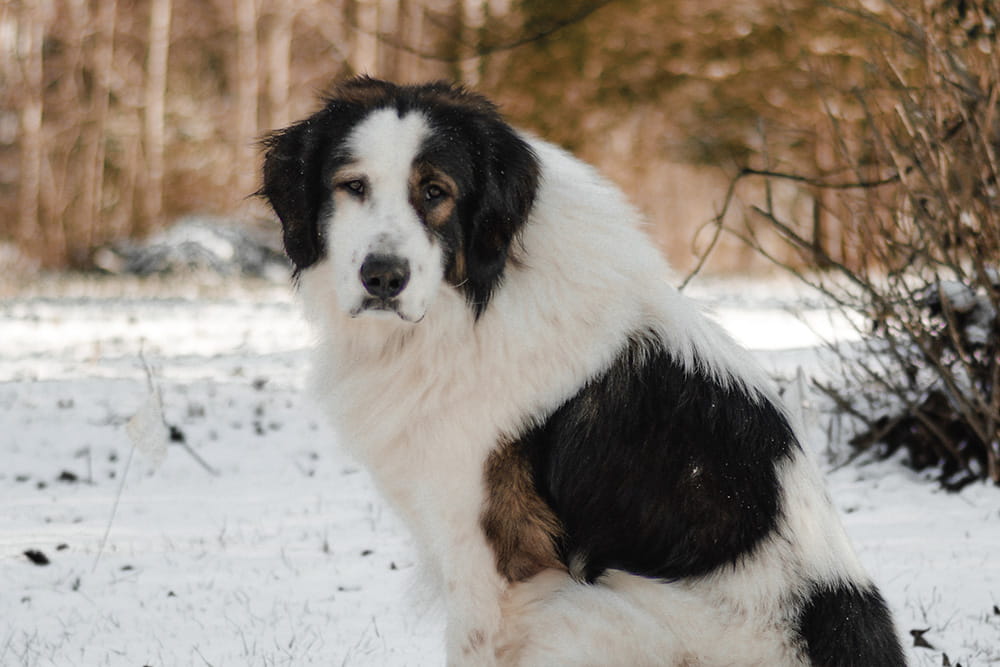 Black and white Tornjak sitting in fresh snow