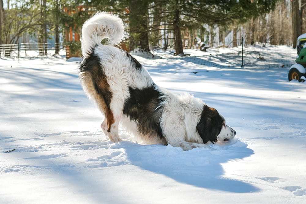 Black and white Tornjak running through deep snow