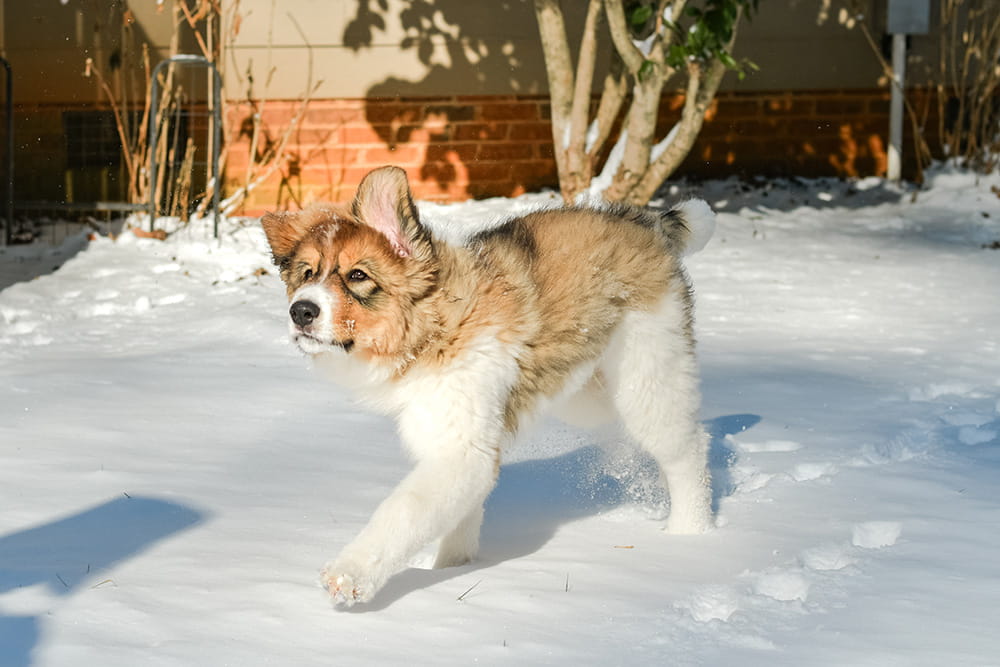 Brown and white Tornjak running across a sunlit snowy yard