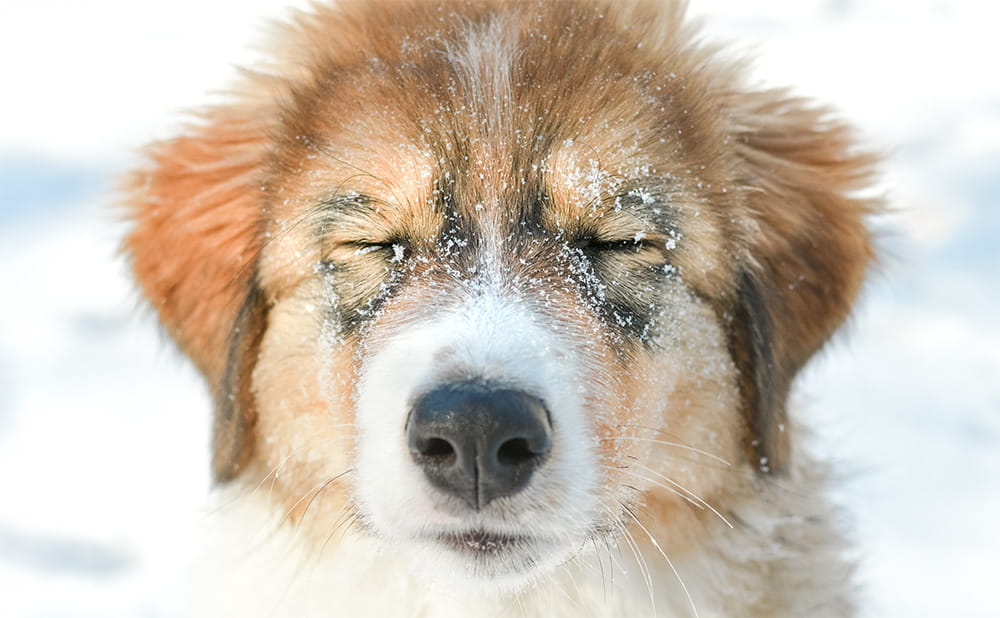 Close-up of a brown and white Tornjak face surrounded by snow