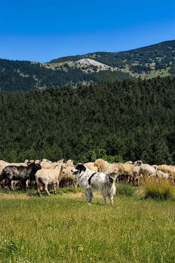 a Tornjak standing guard of a flock of sheep in a valley with mountains in the background